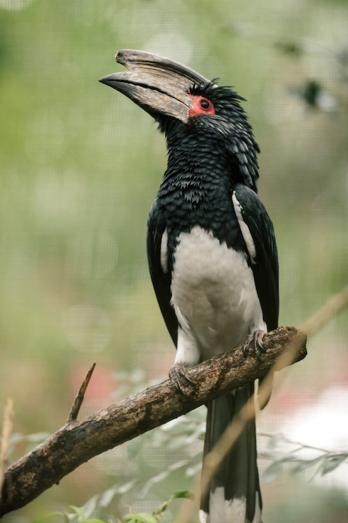 Trumpeter Hornbill (Bycanistes bucinator) Wikipedia