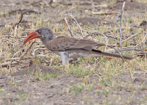 Bradfield’s Hornbill (Lophoceros bradfieldi) Wikipedia