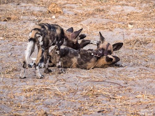 Wild Dogs of Botswana (Lycaon pictus) Pups Playing