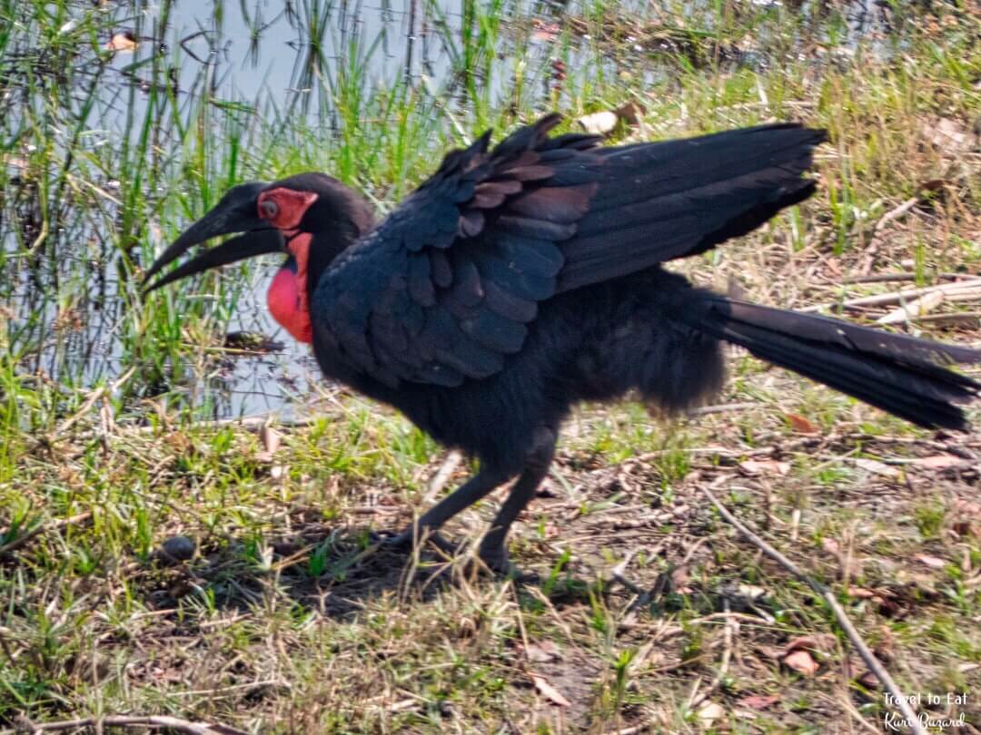 Southern Ground Hornbill (Bucorvus leadbeateri)