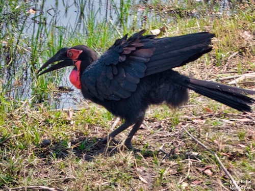 Southern Ground Hornbill (Bucorvus leadbeateri)