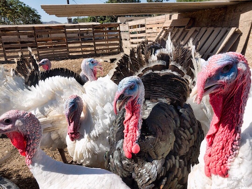 American Turkeys (Meleagris gallopavo) with Prominant Red and Blue Wattles