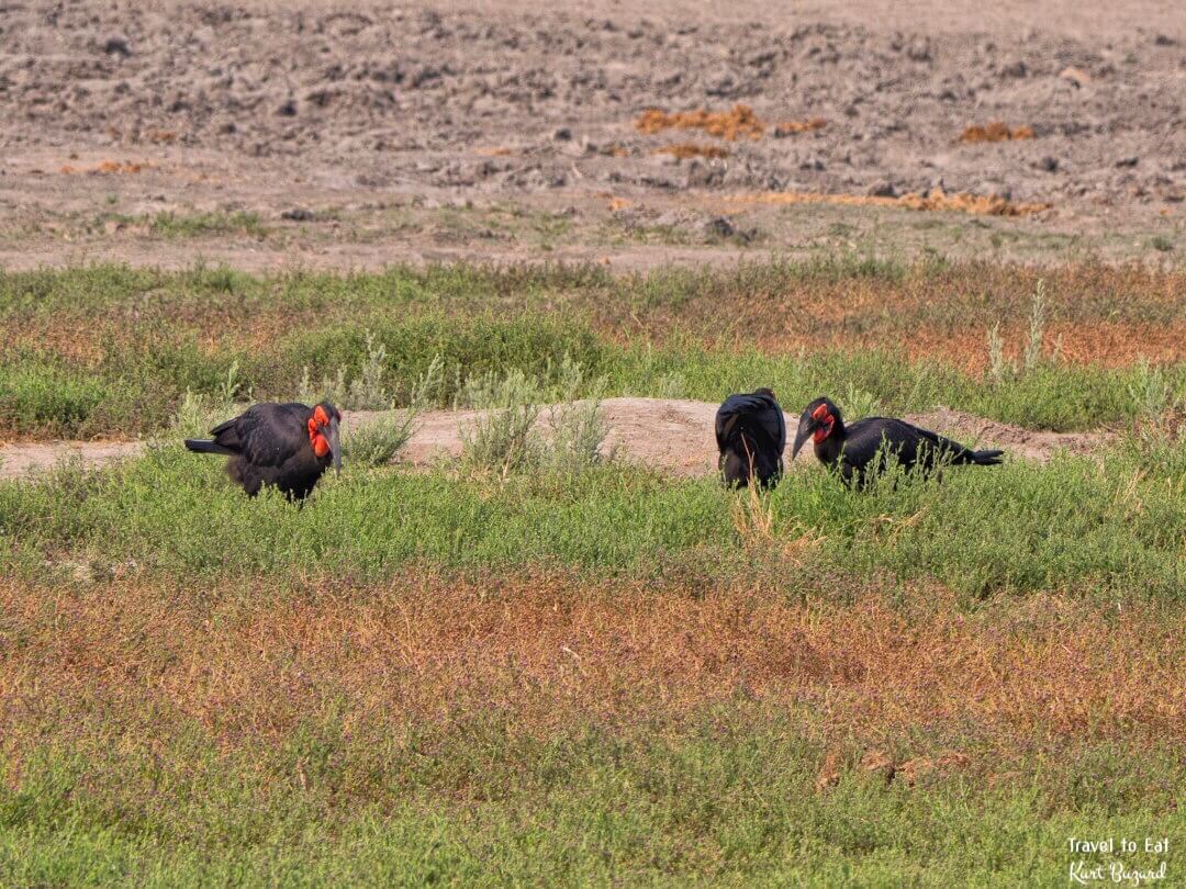 Group of Southern Ground Hornbill (Bucorvus leadbeateri)