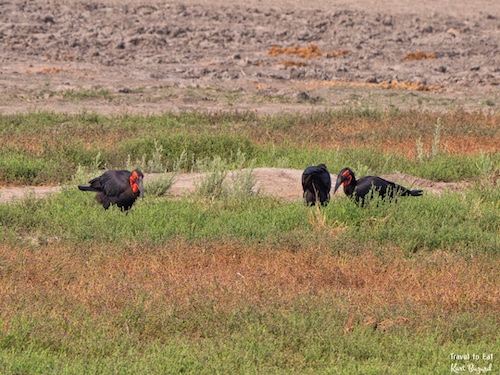 Group of Southern Ground Hornbill (Bucorvus leadbeateri)