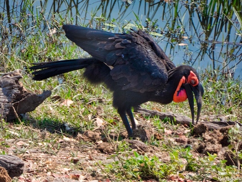 Female Southern Ground Hornbill (Bucorvus leadbeateri)