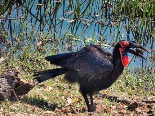 Southern Ground Hornbill (Bucorvus leadbeateri) Eating Snails