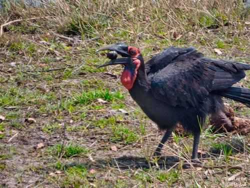 Southern Ground Hornbill (Bucorvus leadbeateri) Eating Snails