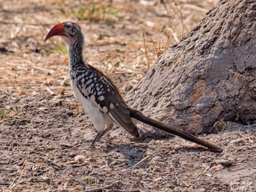 Southern Red-Billed Hornbill (Tockus rufirostris)