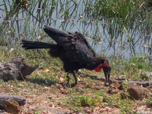 Southern Ground Hornbill (Bucorvus leadbeateri) Eating Snails