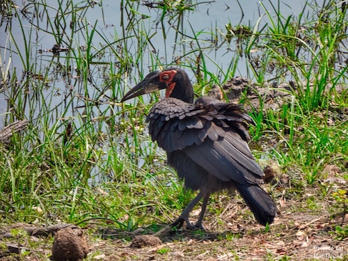 Male Southern Ground Hornbill (Bucorvus leadbeateri) No Blue Patch