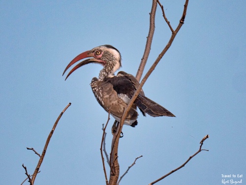 Southern Red-Billed Hornbill (Tockus rufirostris)