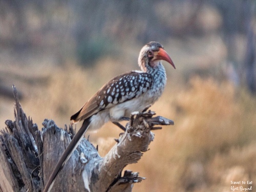 Southern Red-Billed Hornbill (Tockus rufirostris)