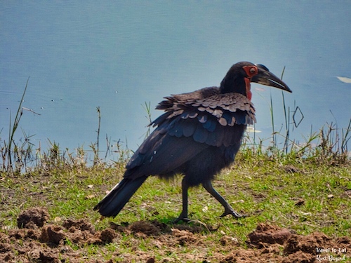 Southern Ground Hornbill (Bucorvus leadbeateri)