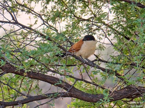 Burchell’s coucal (Centropus burchelli)