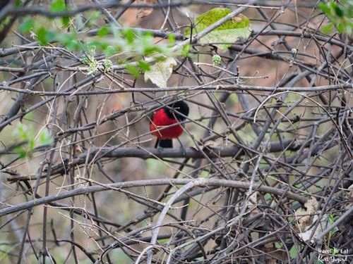 Crimson-breasted Shrike (Laniarius atrococcineus)