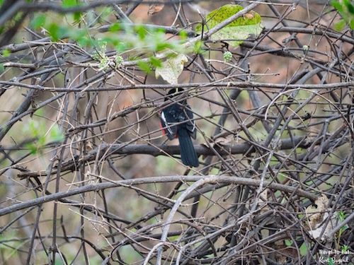 Crimson-breasted Shrike (Laniarius atrococcineus)