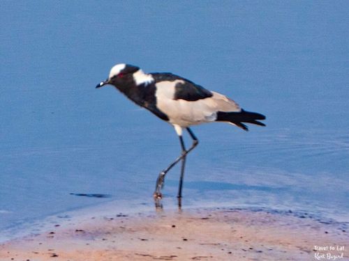 Blacksmith Plover (Vanellus armatus)