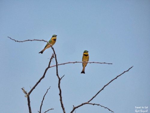 Little Bee-Eater (Merops pusillus)