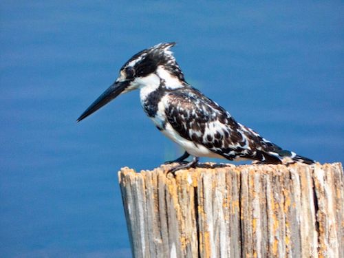 Male Pied Kingfisher (Ceryle rudis)