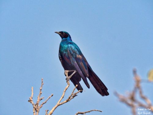 Burchell’s starling (Lamprotornis australis)