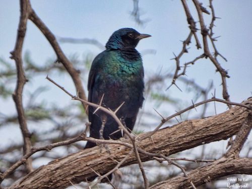 Burchell’s starling (Lamprotornis australis)