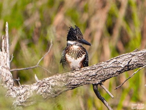 Giant Kingfisher (Megaceryle maxima)