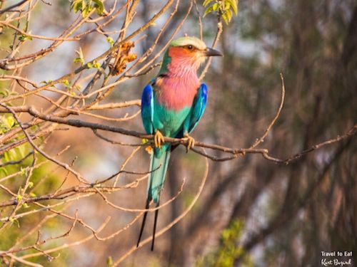 Lilac Breasted Roller (Coracias caudatus)