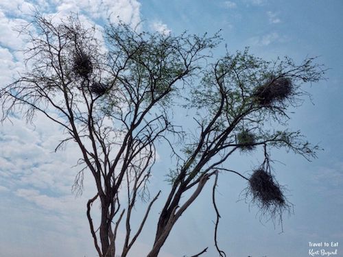 Weaver Nest in Botswana