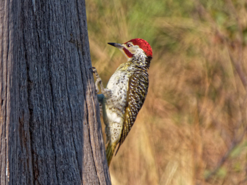 Male Bennett’s Woodpecker (Campethera bennettii). Linyanti Bush Camp, Botswana