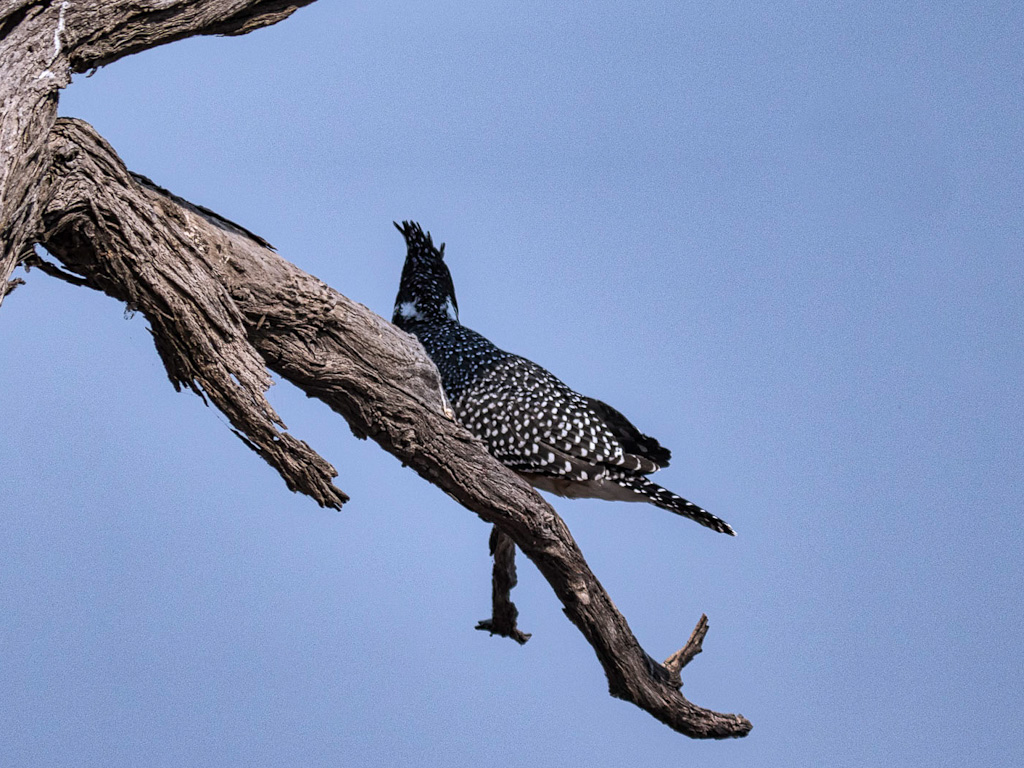 Giant Kingfisher (Megaceryle maxima)