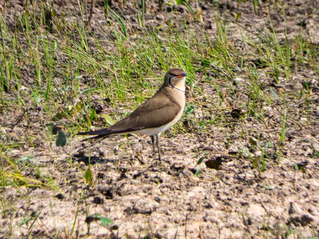 Black-winged Pratincole Swartvlerksprinkaanvoël (Glareola nordmanni)