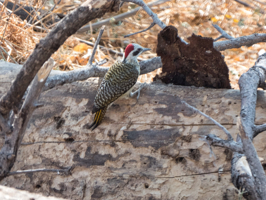 Female Bennett’s Woodpecker (Campethera bennettii). Linyanti Bush Camp, Botswana