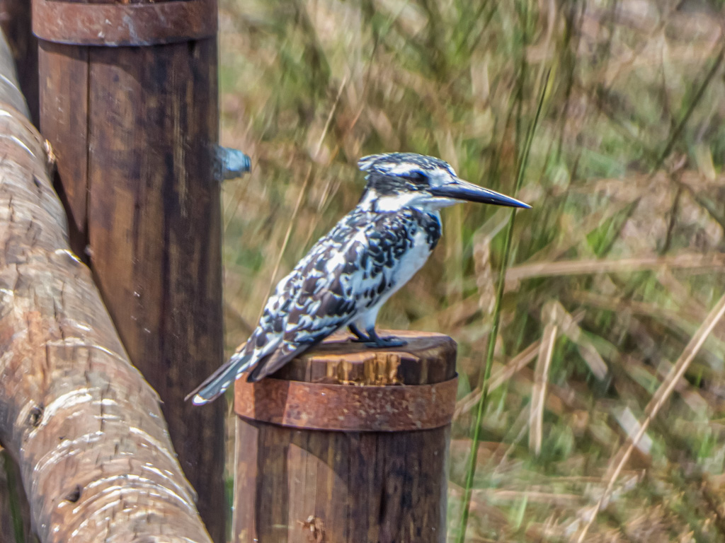 Female Pied Kingfisher (Ceryle rudis)