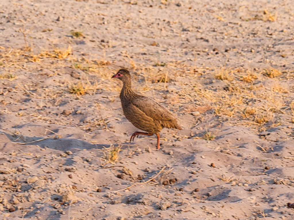 Swainson’s Spurfowl, Swainson’s francolin or chikwari (Pternistis swainsonii)