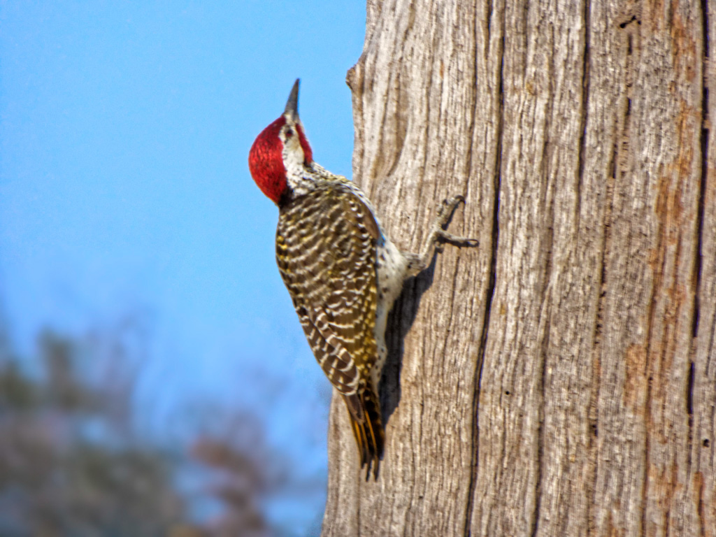 Male Bennett’s Woodpecker (Campethera bennettii). Linyanti Bush Camp, Botswana