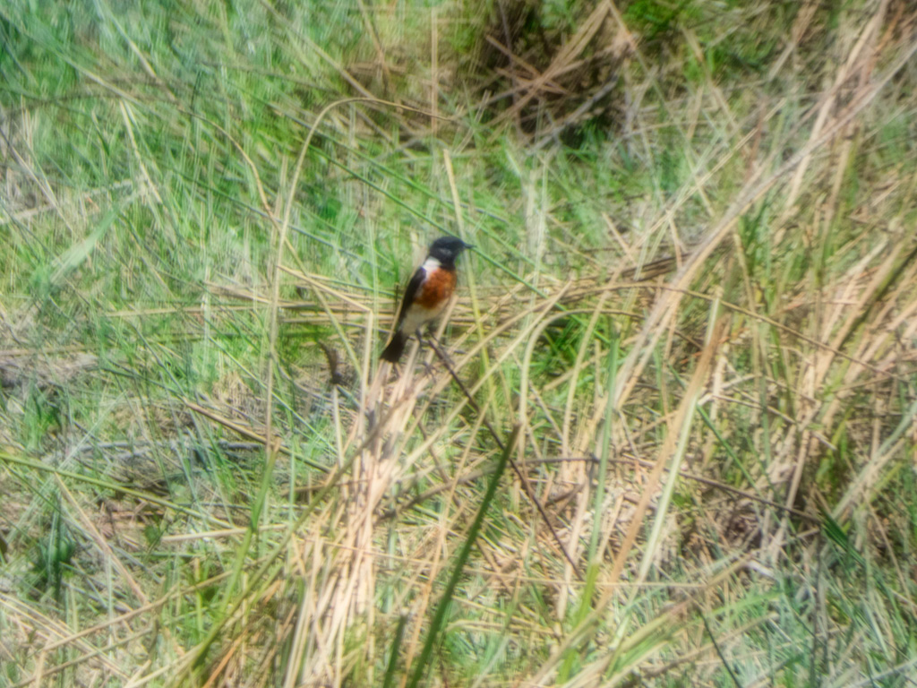 Male African Stonechat (Saxicola torquatus)