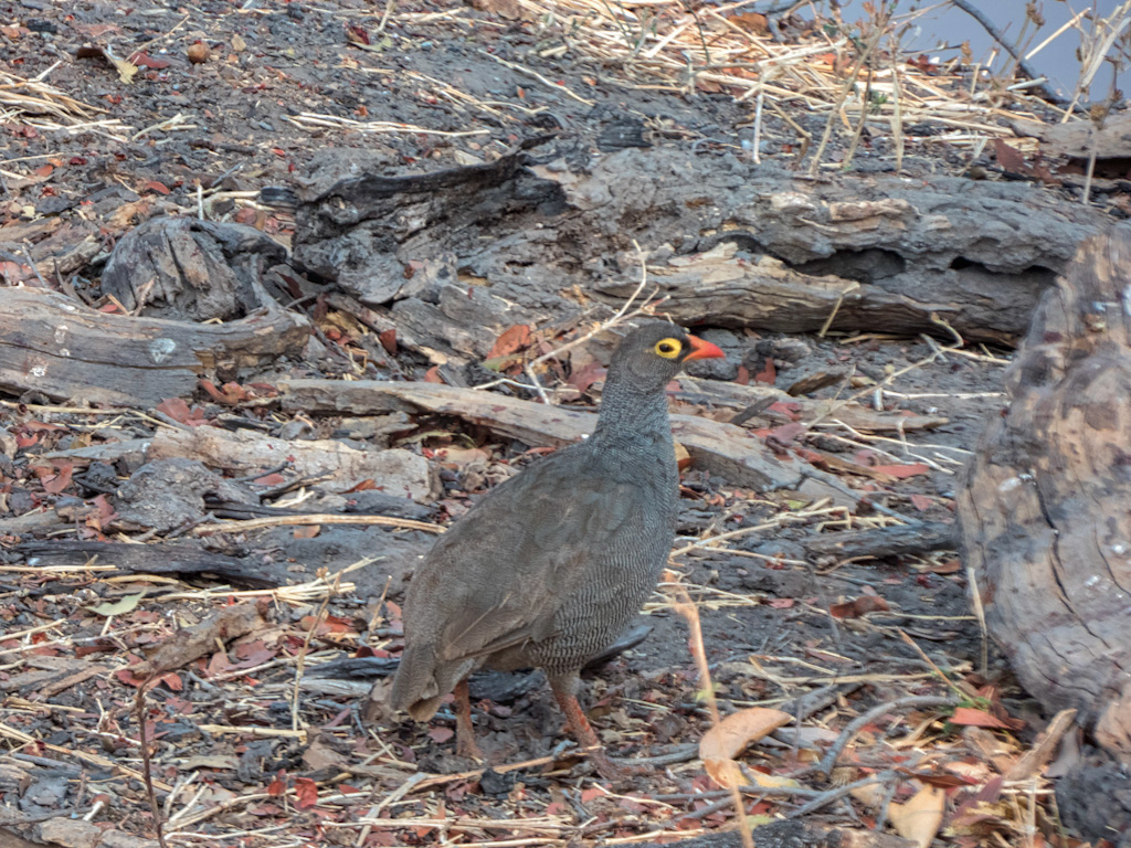 Red-Billed Spurfowl (Pternistis adspersus)