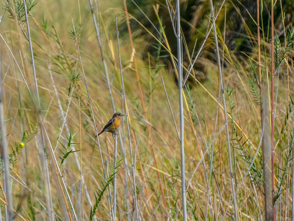 Female African Stonechat (Saxicola torquatus)