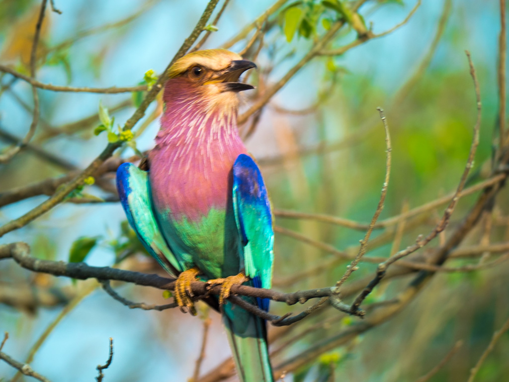 Lilac Breasted Roller (Coracias caudatus)