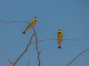 White-Fronted Bee-eater (Merops bullockoides)