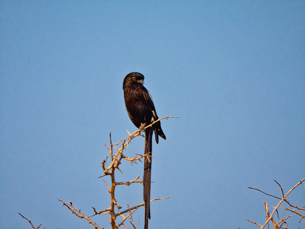 Magpie Shrike (Corvinella melanoleuca)