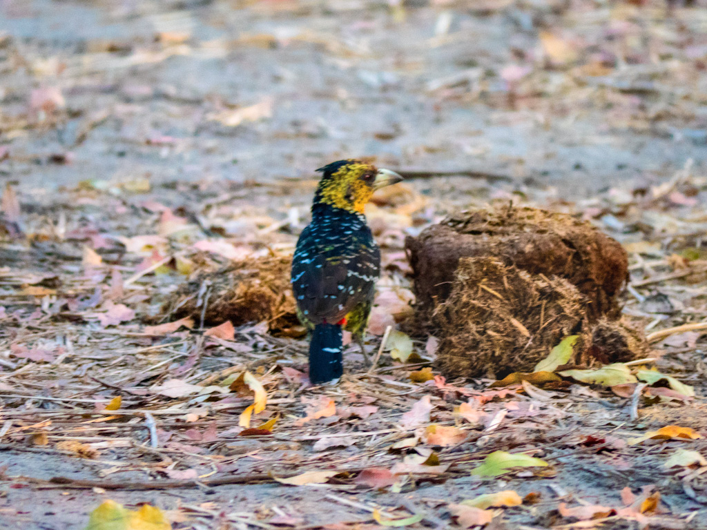 Crested barbet (Trachyphonus vaillantii)