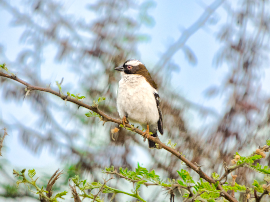 White-Browed Coucal (Centropus superciliosus)