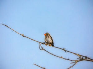 Red-Billed Weaver/Quelea (Quelea quelea)