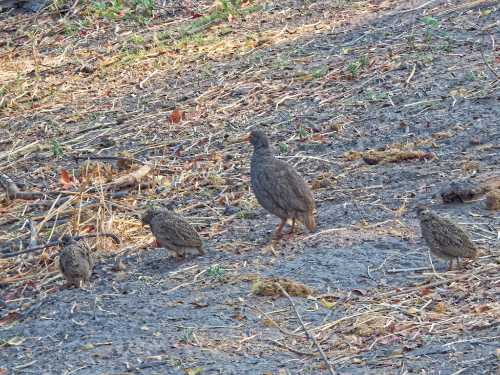 Red-Billed Spurfowl (Pternistis adspersus)