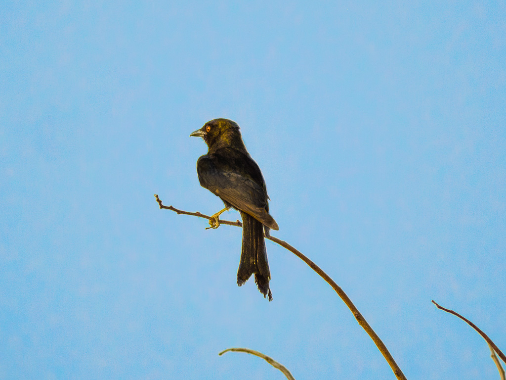 Fork-Tailed Drongo (Dicrurus adsimilis)