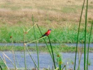 Southern Carmine Bee-eater (Merops nubicoides)