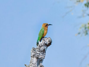 White-Fronted Bee-eater (Merops bullockoides)