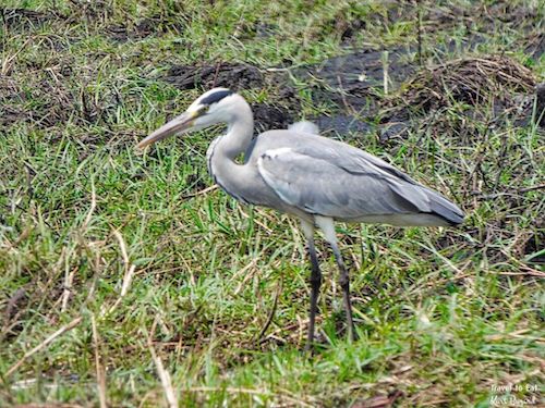 Adolescent Grey Heron (Ardea cinerea)