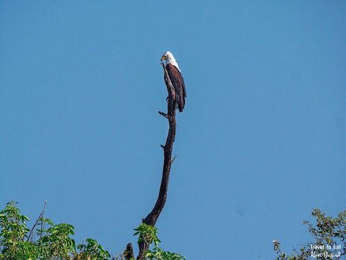 African Fish Eagle (Haliaeetus vocifer)